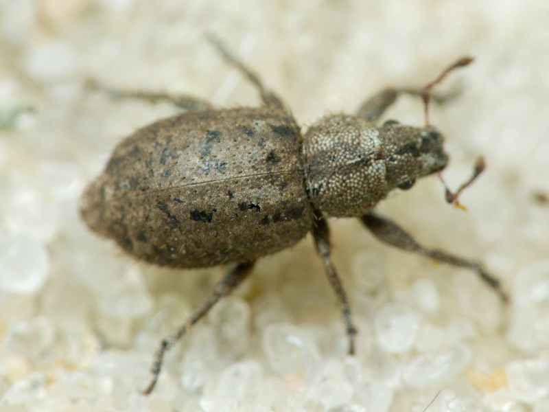 Curculionidae Latreille, 1802